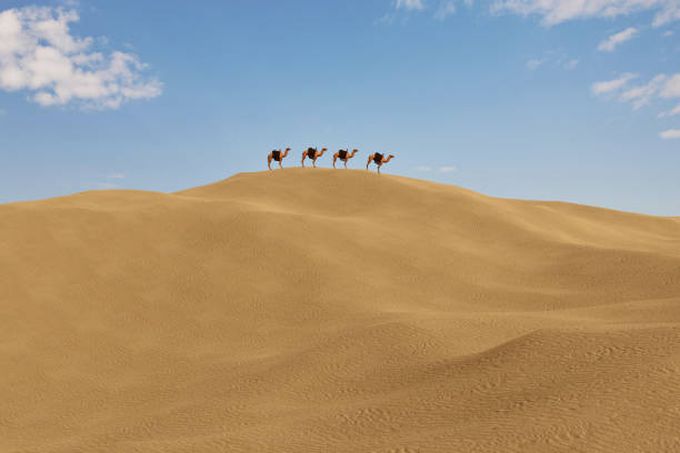 Dahab, Egypt - January 25, 2022: Egyptian men riding camels on the shore of the Red Sea in the Gulf of Aqaba. Dahab, Egypt