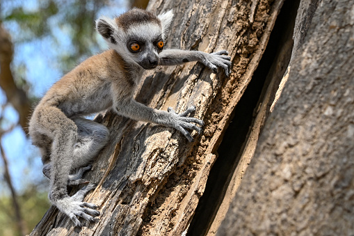 Ring Tailed Lemur kata – Lemur catta, babyp Madagascar