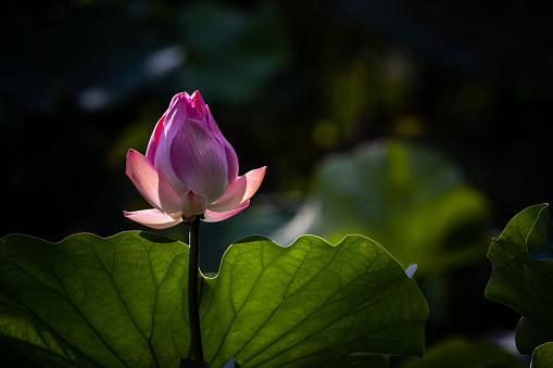 Pink Lotus in the pond.