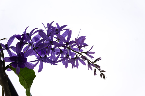 Sandpaper vine flower (Petrea Volubilis) purple flowers on selective focus and blurry background