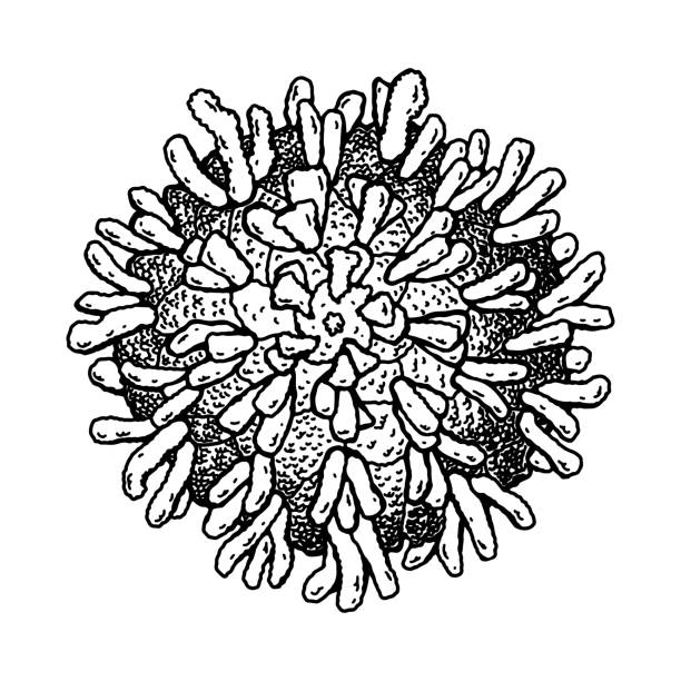 illustrazioni stock, clip art, cartoni animati e icone di tendenza di virus della polio disegnato a mano isolato su sfondo bianco. illustrazione vettoriale scientifica dettagliata realistica in stile schizzo - vaccino antipolio