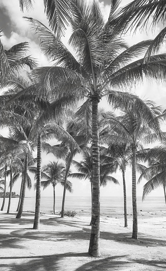 Black and white picture of a Caribbean beach with coconut palm trees.