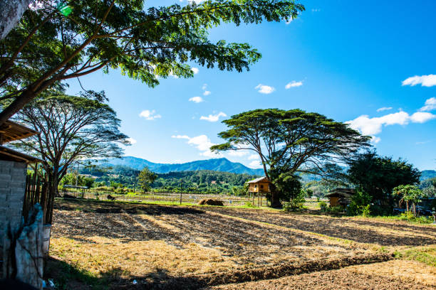 istock Dried rice field in Mueang Khong district 1455735648