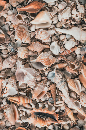 Summer and vacations backgrounds: close up of a conch on a beach. The composition is at the right of an horizontal frame leaving useful copy space for text and/or logo at the left. High resolution 42Mp studio digital capture taken with Sony A7rII and Sony FE 90mm f2.8 macro G OSS lens