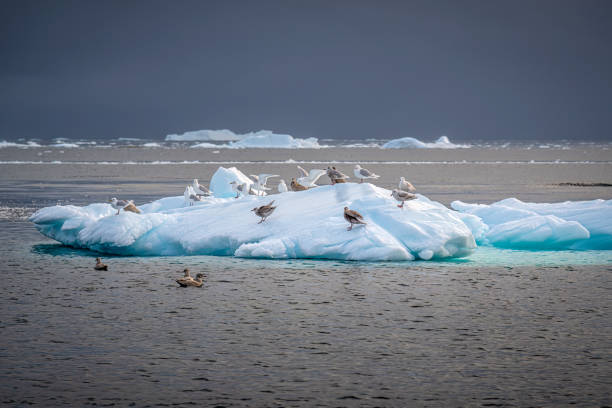 sea birds over an iceberg in the arctic at sunset near Ilulissat Icefjord, Disko Bay. Greenland