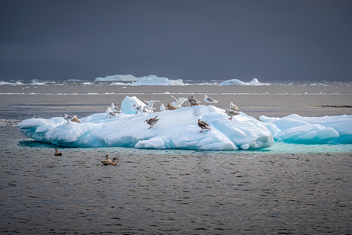 istock sea birds over an iceberg in the arctic 1455735935