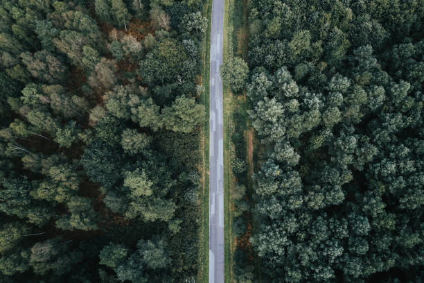 istock Aerial view of a road going through a dense forest on a sunny day 1455736898