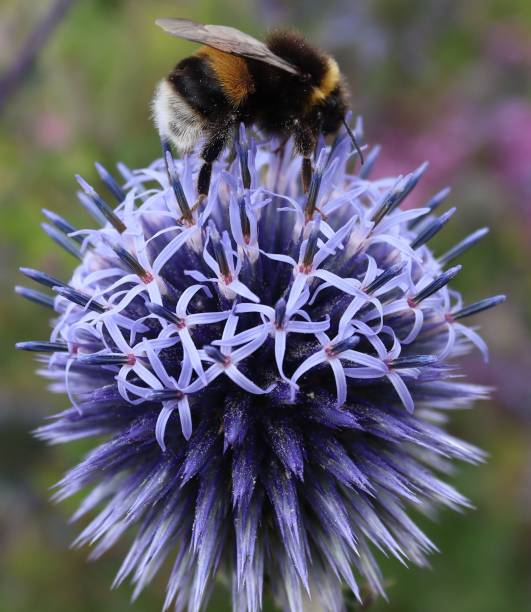istock Closeup of bee sipping nectar from purple Echinops 1455737111