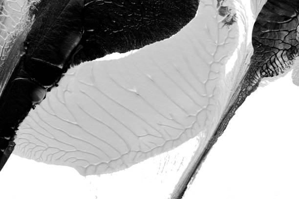 istock black white abstract acrylic painting color texture on white paper background by using rorschach inkblot method 1455737200