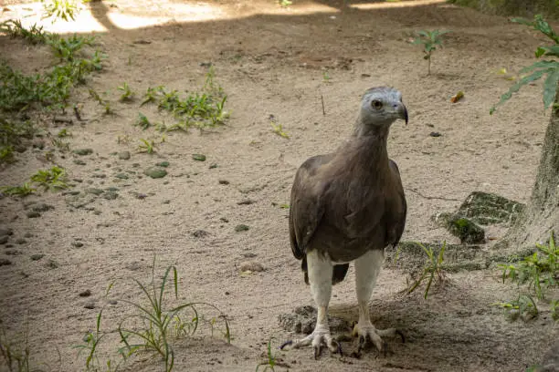 Photo of Grey-headed fish eagle