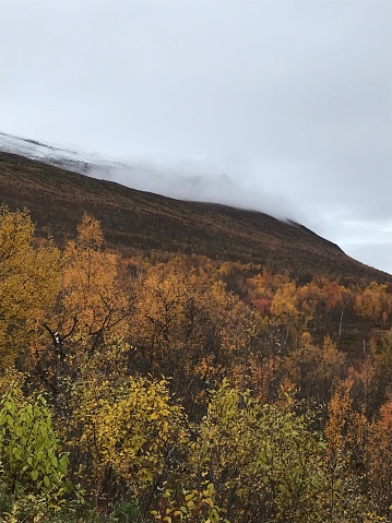 Landscape picture of Abisko National Park in the Swedish part of Lapland in the colorful autumn season with snow covered mountains in the background.
