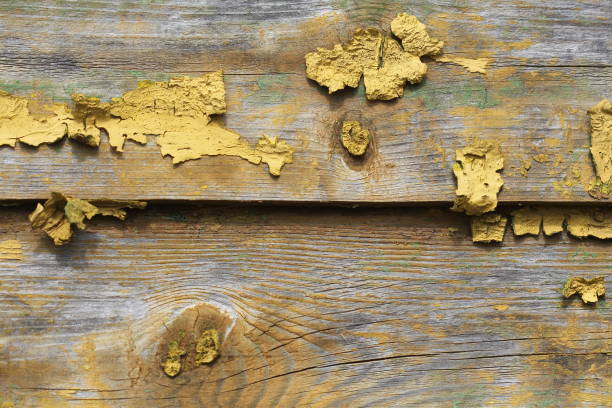 istock Background of old wood texture with peeling yellow paint 1455737863