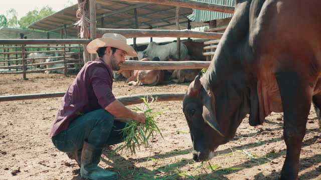 Caucasian male farmer feeding the brahman cattle with hay grass.