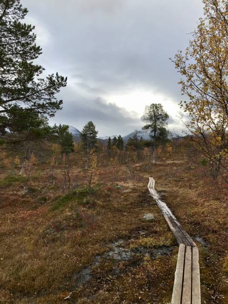 istock Fall season in the arctic nature 1455746747