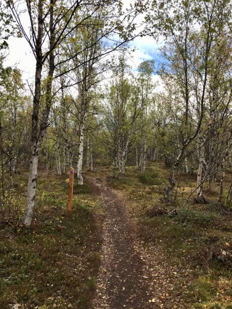 istock Fall season in the arctic nature 1455746749