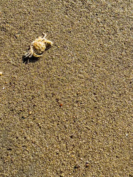 Photo of Upside down view of sand crab, top view