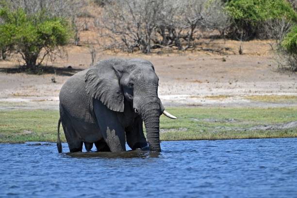 istock A single Elephant crossing Chobe River, at Chobe National Part in Botswana 1455747841