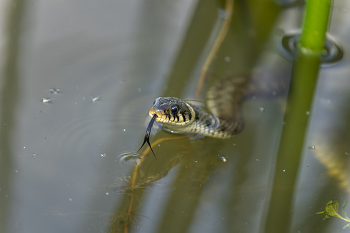 Portrait of a swimming grass snake (Natrix natrix) with outstreched tongue.