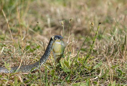 Beautiful grass snake (Natrix natrix) creeping in a meadow with a small carp.