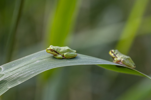 Two european tree frogs (Hyla arborea) resting on reed.
