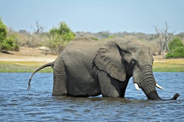 istock A single Elephant crossing Chobe River, at Chobe National Part in Botswana 1455748734