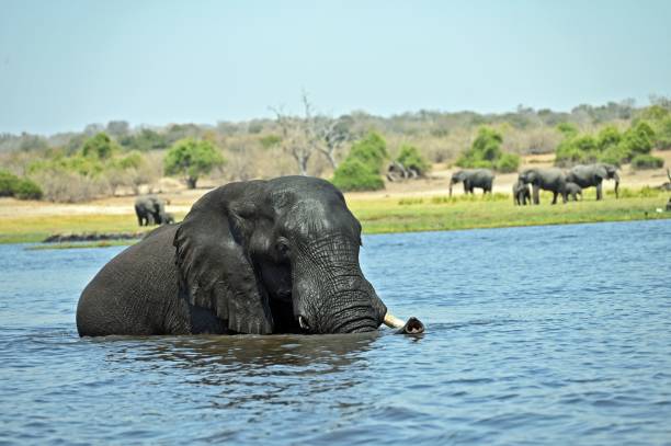 istock A single Elephant crossing Chobe River, at Chobe National Part in Botswana 1455748739