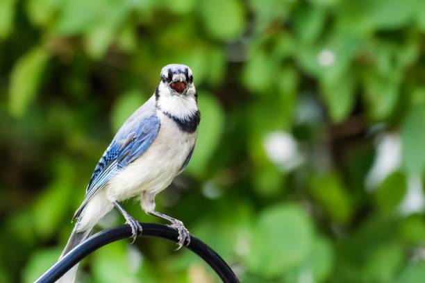 istock Close-up shot of a blue jay perched on a fence 1455749113