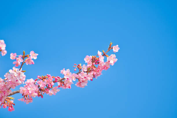 Kawazu Cherry Blossoms in full Bloom