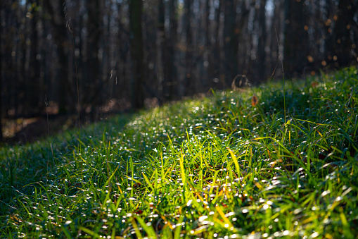 Early morning sun shining on wild grass growing in a forest. Background bokeh effect.