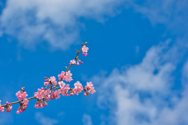 Kawazu Cherry Blossoms in full Bloom