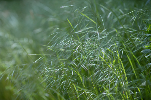 REALLY healthy spring GREEN grass on a sloped area so the foreground is in focus and the background is out of focus.  This selective focus should add value to you if you use it as a background.Horizontal composition