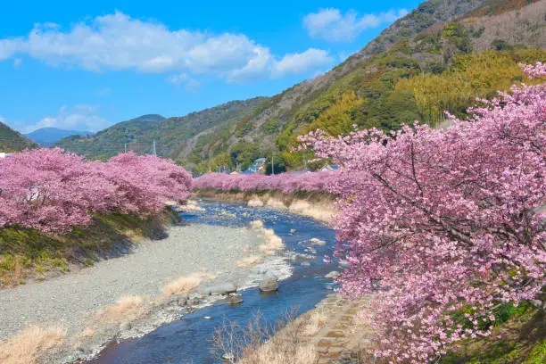 Kawazu Cherry Blossoms in Full Bloom