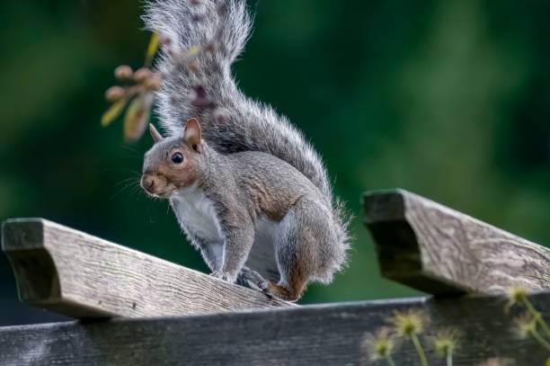 istock Squirrel standing on a wooden fence 1455749647