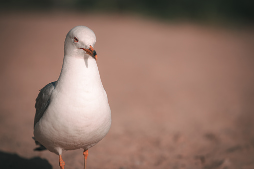 A selective focus shot of a beautiful seagull standing on the sand at a beach