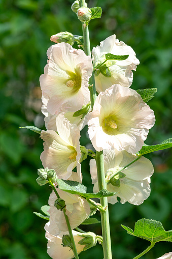 White hollyhock flowers on a flowerbed in a garden or park close-up