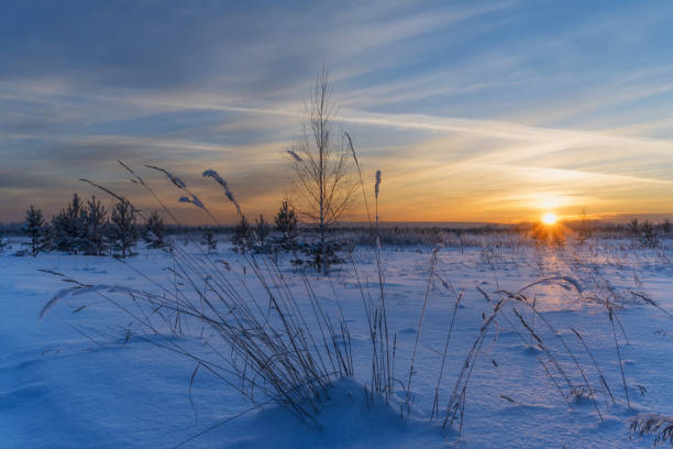 A snowy field with young pine trees and dry grass is illuminated by the sun setting over the horizon. Russia, Ural. The sky is painted in pink and yellow tones. Winter landscape.