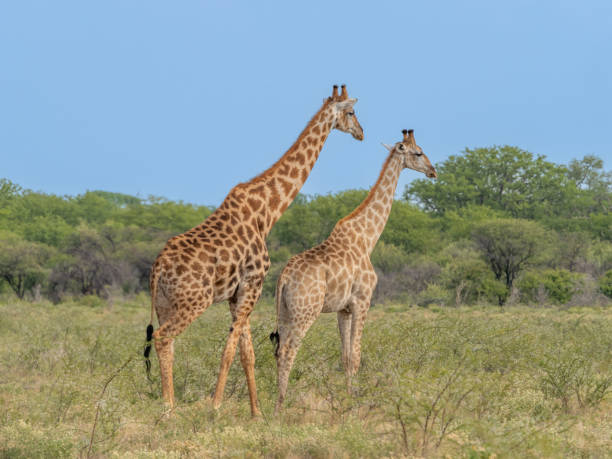 istock Closeup of a Giraffe in the park 1455752876