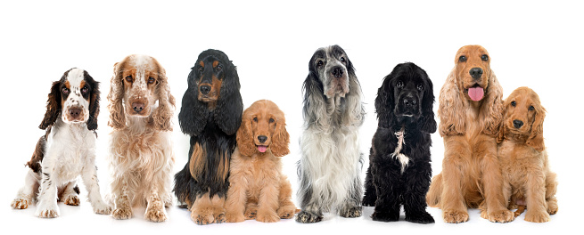 English Cocker Spaniels in front of white background