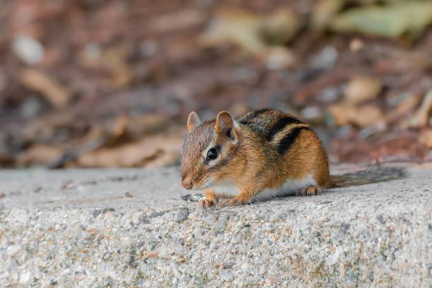 istock Small Eastern chipmunk on a rock in the woods 1455755342