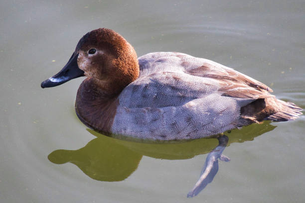 Cute migratory duck swimming in the pond