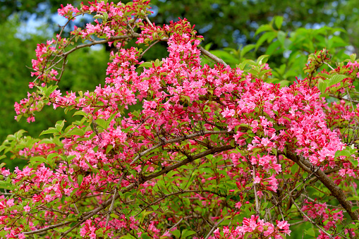 Weigela florida is a dense, rounded, deciduous shrub that typically grows to 2-3 meter tall, native to Japan, northern China and Korea. Branching is somewhat coarse, and branches on mature shrubs tend to arch toward the ground. Funnel-shaped, rose-pink flowers bloom profusely in spring, with a sparse and scattered repeat bloom often occurring in mid to late summer.