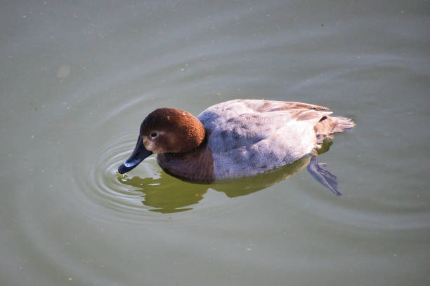 istock Cute migratory duck swimming in the pond 1455756680