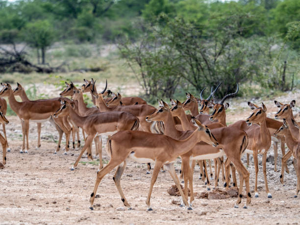 istock Closeup of A herd of Black-Faced Impala 1455756774