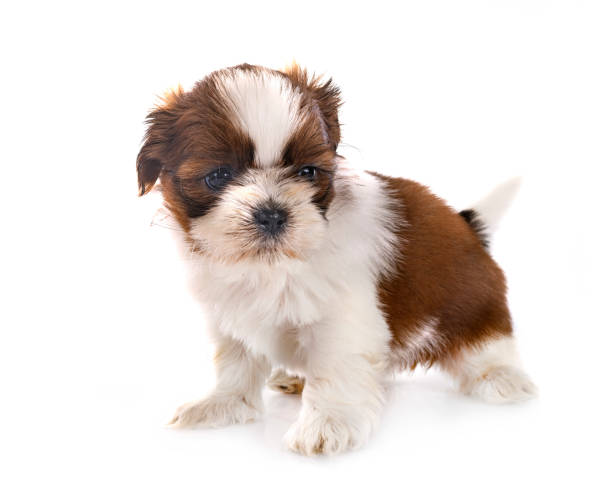 istock puppy Shih Tzu in studio 1455756813