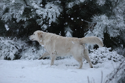 Cute golden retriever playing with a snow in the garden