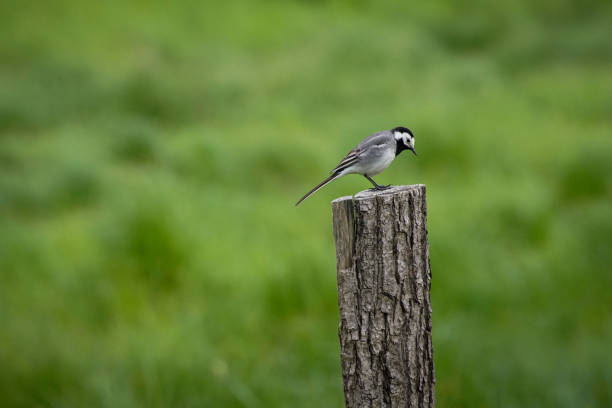 Pictures from the Swedish nature during the month of April in southern Sweden. Birds, buds, signs of spring, flowers, landscapes, fallow deer, deer, hares and mood pictures.
