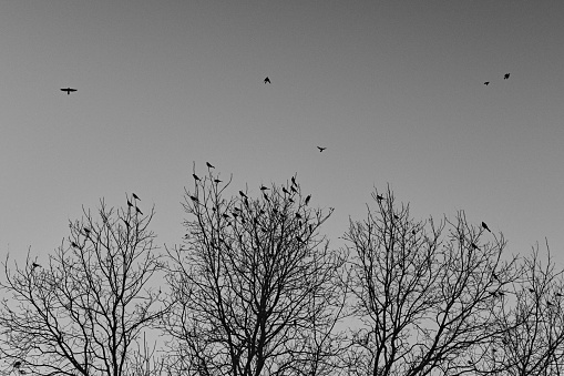 A low angle shot of a flock of birds in flight formation, migrating before the winter comes