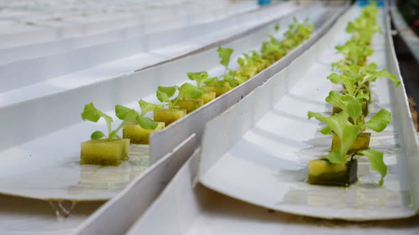 Lettuce cultivation using hydroponic techniques in a greenhouse stock photo