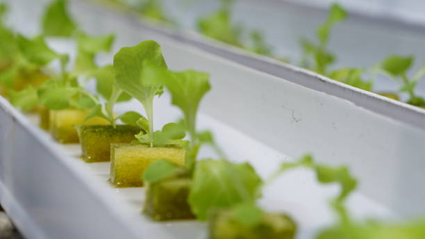 Lettuce cultivation using hydroponic techniques in a greenhouse stock photo
