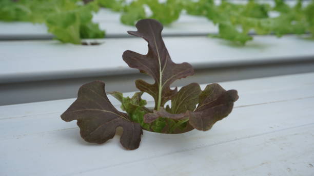 Red lettuce and green lettuce thrive with the hydroponic method, in a greenhouse stock photo